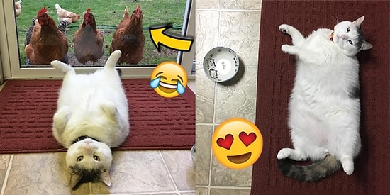 Instagram'ın Yükselen Yıldızı: Karşınızda Tavuklara Fısıldayan Miskin Kedi Scruffles!