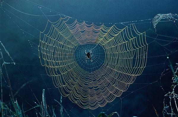 Örümcekler hakkındaki en korkutucu şeylerden biri de sayıca çok fazla olmaları.