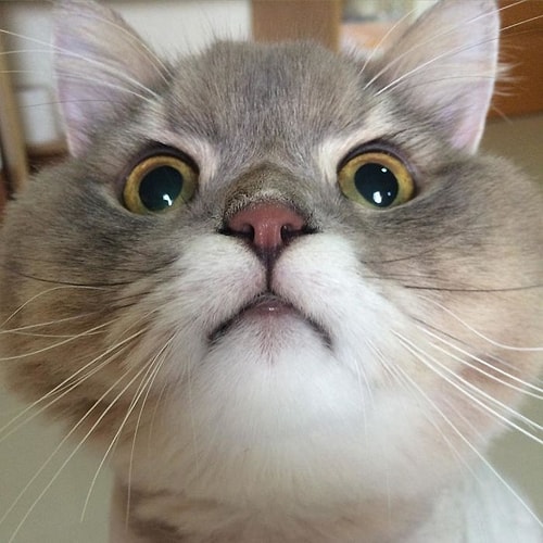 Şimdiye Kadar Gördüğünüz En Pofuduk Kedi Olmaya Aday Minnoşluk Abidesinden 21 Kare