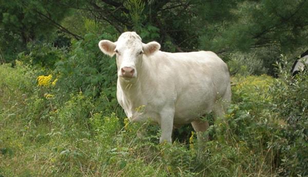 2. 2002'de bir inek, Cincinnati’deki bir mezbahanın 2 metrelik çitini aştı, onu arayan polisleri 11 gün boyunca atlatmayı başardı, ulusal gazetelere manşet oldu ve sonunda New York’a ulaşarak özgürlüğüne kavuştu.