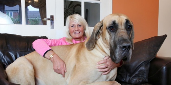 Birini Çok Sevip Köpeği Olduğunda, Hangi Cinsten Olduğunu Söylüyoruz!