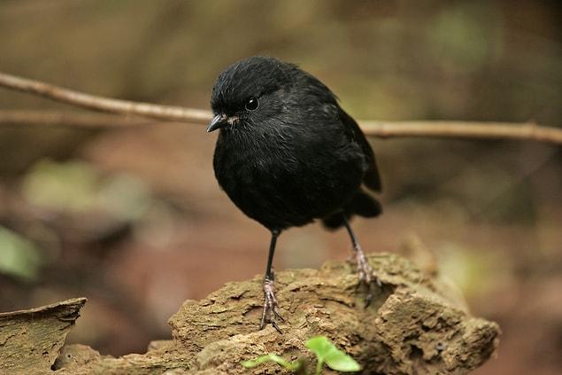 1. Old Blue was a black robin that saved the species from extinction, leading the way to the reproduction of 250 black robins today. They are, finally, under protection.