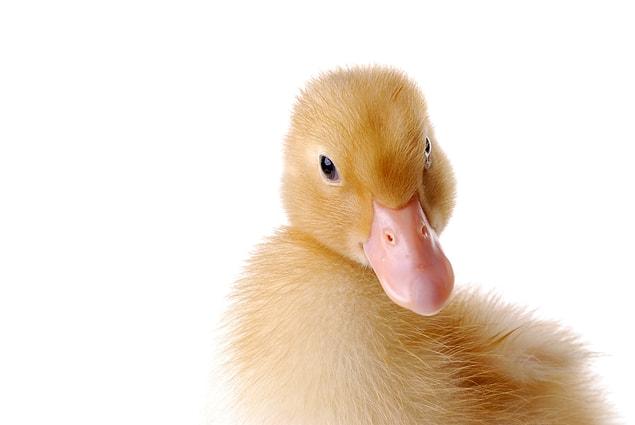14. A duckling has an instinct to adopt the character of the first living thing he sees. If the first living thing is a human being, then the duckling lives his whole life thinking that he is, in fact, a human being.