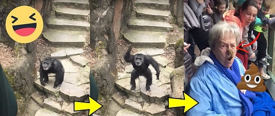 Hayvanat Bahçesi Ziyaretçilerine Dışkısını Fırlatan Şempanze