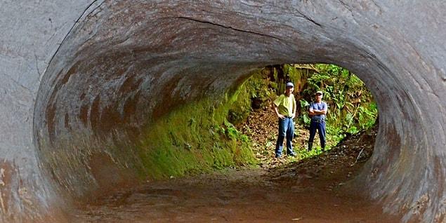 10. There are huge mysterious tunnels underground in South America. These tunnels are thought to have been opened by extinct giant lazy sloths!