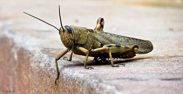 3. Grasshoppers can fly continuously for 20 hours.