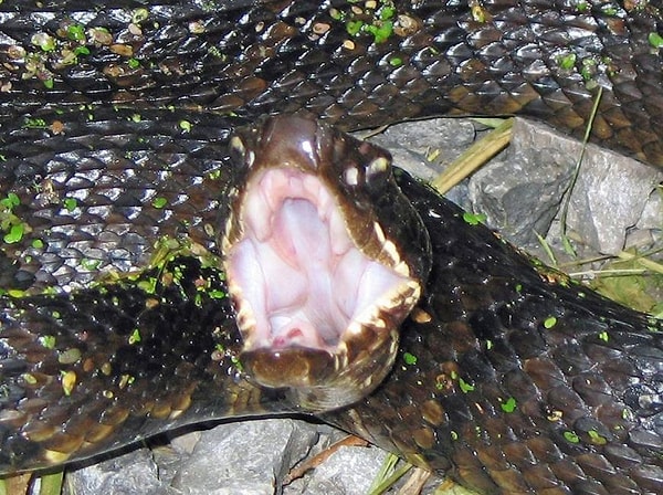 6. Теперь вы знаете, как выглядит неприкрытое зло