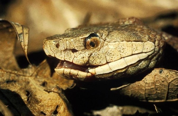 10. Иному может показаться, что эта змея немного растерялась, но только не офидиофобу...