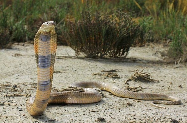 16. Она как гопник возле подъезда, только в 100 раз хуже