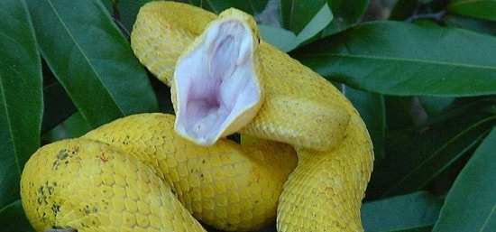 Если не сможете досмотреть эти фото до конца, у вас офидиофобия