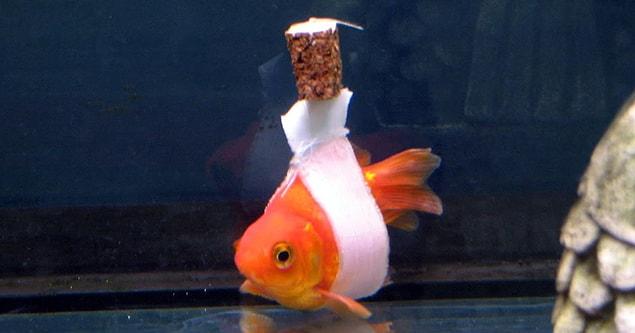 Dean said a customer of Derek's recently brought in their pet goldfish that was suffering from swim bladder disease.