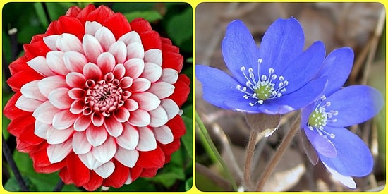 Baharda Açan Hangi Çiçek Senin Ruhunu Yansıtıyor?