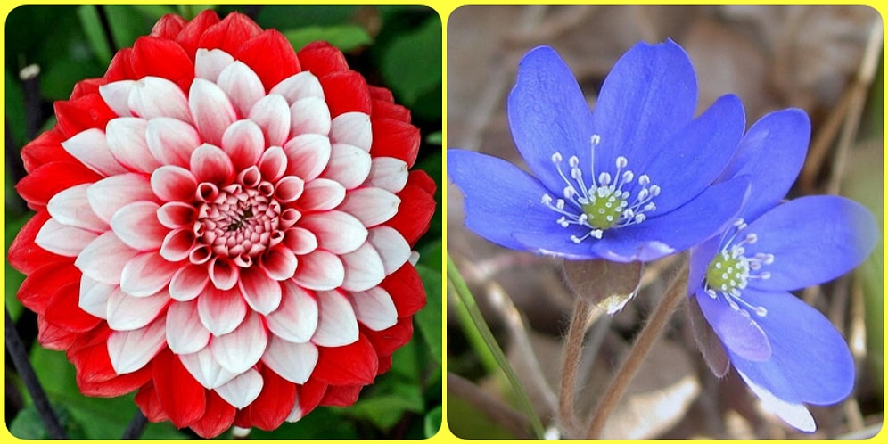 Baharda Açan Hangi Çiçek Senin Ruhunu Yansıtıyor?