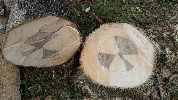 12. Необычный узор на спиле дерева. Оказывается, и такое бывает!