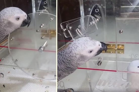 Başkan Olsa Deli Gibi Oy Toplama Potansiyeline Sahip Aşırı Zeki Papağan