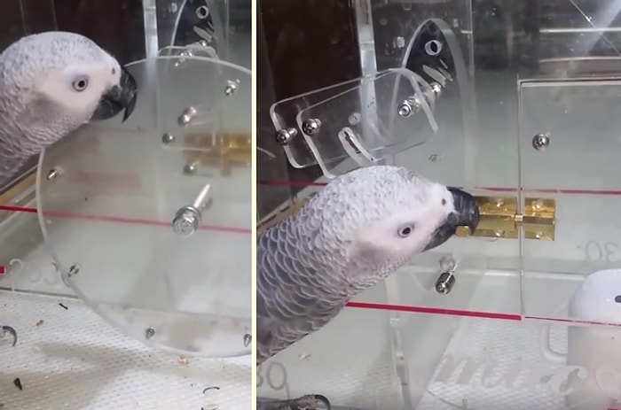 Başkan Olsa Deli Gibi Oy Toplama Potansiyeline Sahip Aşırı Zeki Papağan