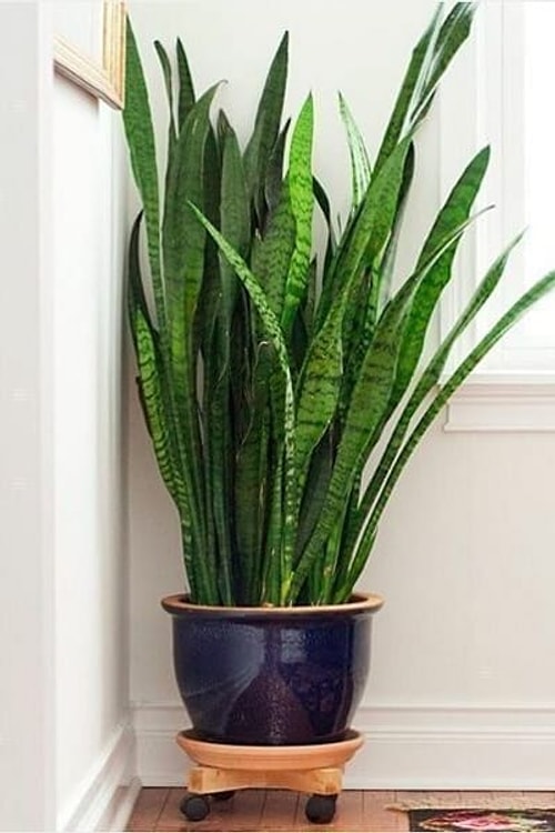 Paşa Kılıcı (Sansevieria trifasciata)