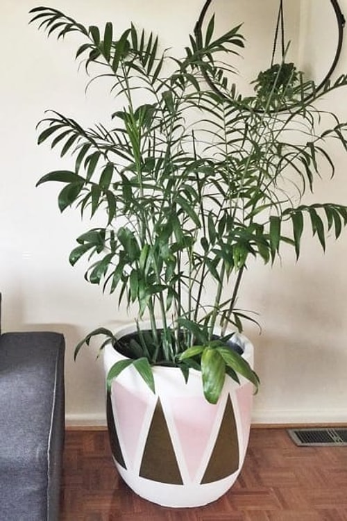 Bambu Palm (Chamaedorea seifrizii)