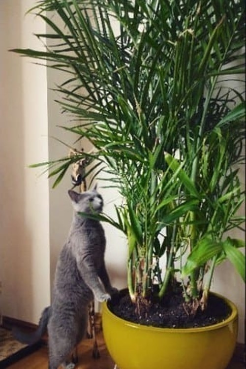 Bambu Palm (Chamaedorea seifrizii)