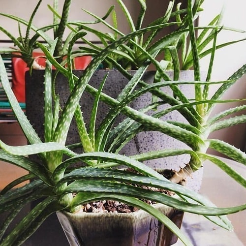 Aloe Vera