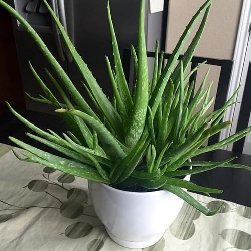 Aloe Vera