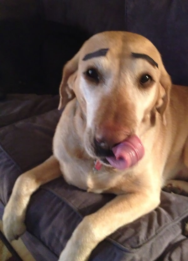 7. "После этой фотографии меня больше никогда не оставят наедине с собакой"