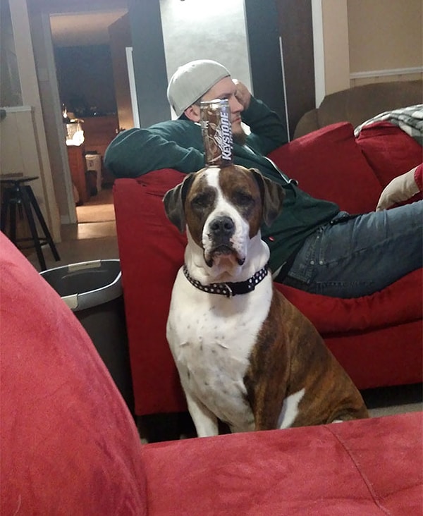 10. "Мой брат попросил меня присмотреть за его собакой. По-моему все прекрасно"