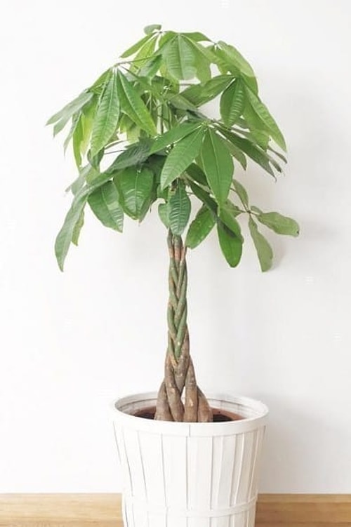 Refah Çiçeği (Pachira aquatica)