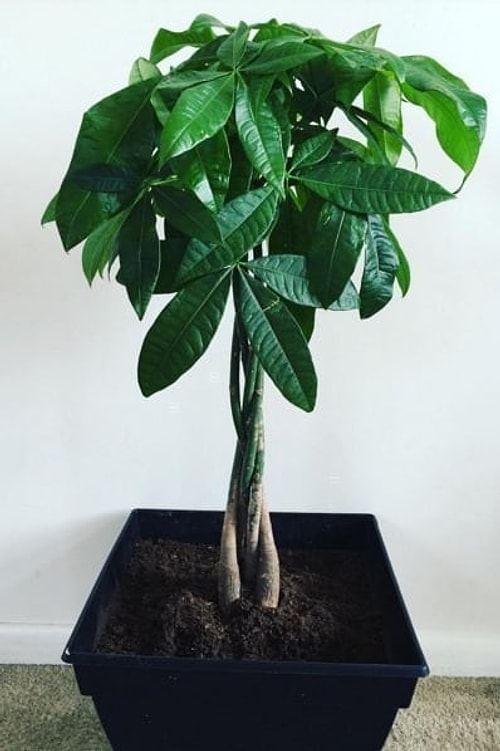 Refah Çiçeği (Pachira aquatica)