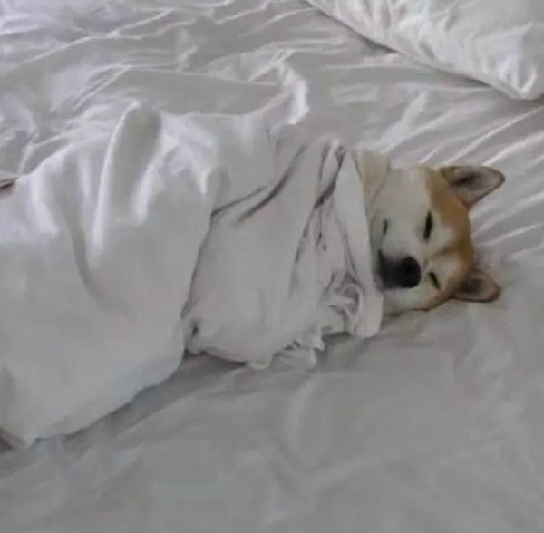 15. "Как? Планы отменились? А я уже собрался!" 😂