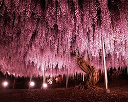 Japonya baharı böyle karşılıyor: Wisteria Festivali