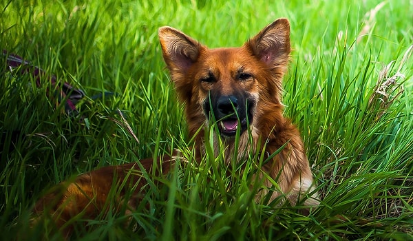 10. Однако закон об ответственном обращении с животными все еще находится на стадии доработки.