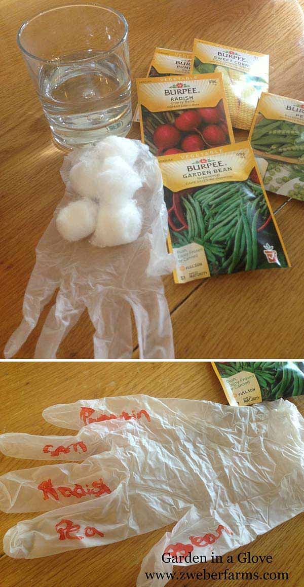 14. Посадите семена в перчатку