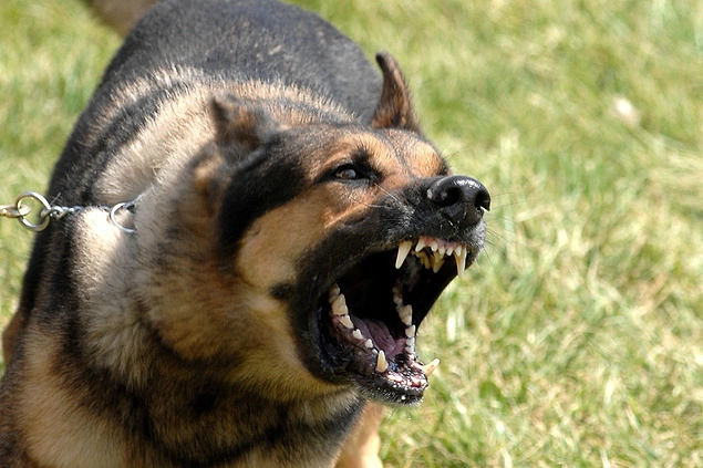 Bir Köpek Size Saldırırsa Ne Yapmanız Gerektiğini Biliyor musunuz? - onedio.com
