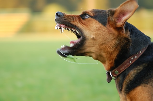 Emerson'a göre yapılabilecek ilk şey, köpeğin dikkatini çekecek bir şey bulmanız.