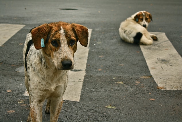 Son olarak tekrardan belirteyim: Saldırgan köpeklerin olması, tüm köpeklerin saldırgan olduğu anlamına asla ama asla gelmez.