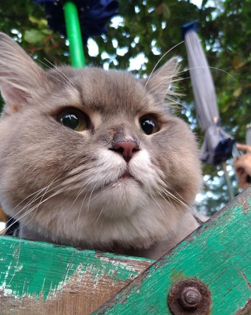 Daha önce gerçek olamayacak kadar pofuduk bir kedi görmediyseniz doğru yerdesiniz...