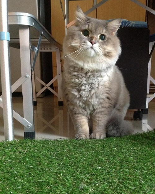 Daha önce gerçek olamayacak kadar pofuduk bir kedi görmediyseniz doğru yerdesiniz...