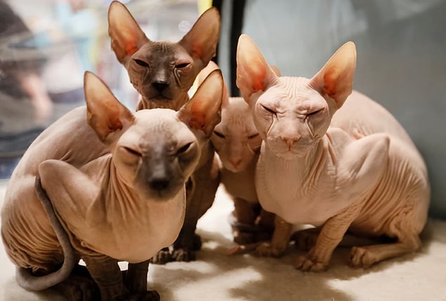 4. Kazakistan'ın Almatı şehrinde bölgesel bir kedi fuarında kafeslerinde oturan Peterbald yavruları, 8 Nisan.