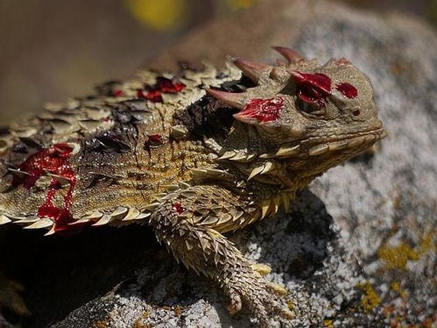 Instead of being sleek like an iguana, the horned lizards are built for defense. They have to be since so many things try to eat them.