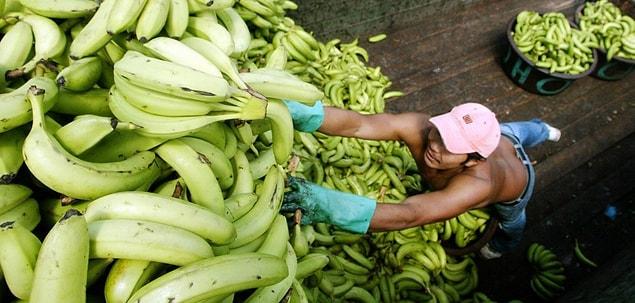 14. In Honduras, 3 banana companies overthrew the government and that's where the concept ''Banana Republic'' comes from.