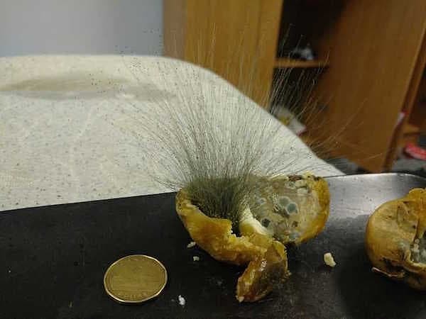 1. Так выглядит гниющая картошка...