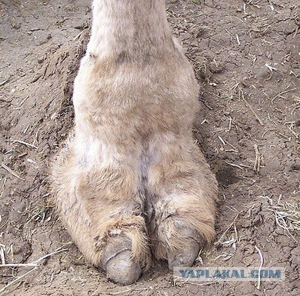 А вы бы осмелились? :)