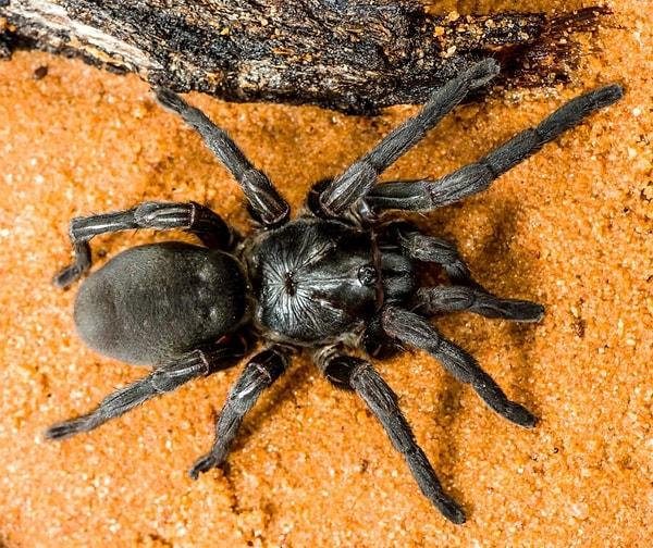 Cape York bölgesi, Avustralya'da en çok örümcek barındıran bölge.