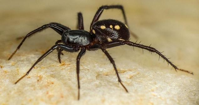 Keşfedilen diğer türler arasında, karıncaları ve başka örümcekleri taklit edip su altına dalabilen bir tanesi de var. Bu örümcek türü karıncayla besleniyor ve onları avlarken bu yöntemi kullanıyor.
