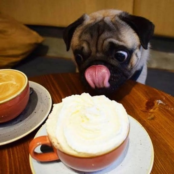 4. Целью собрания является общение между владельцами и любителями мопсов, а не попытка впихнуть как можно больше собак в помещение