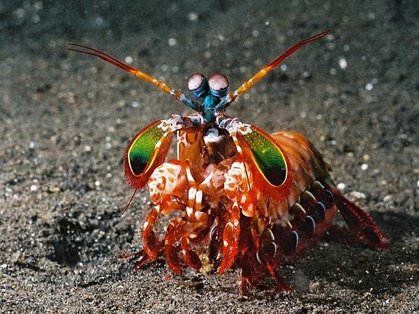 19. Kızılötesi ve morötesi dâhil on ana renkle en fazla renk gören hayvan: mantis karidesi