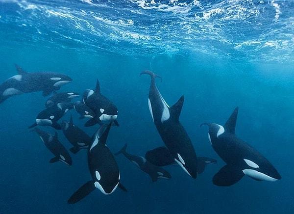 6. Peki sence bu balina ailesi nereye gidiyor olabilir?