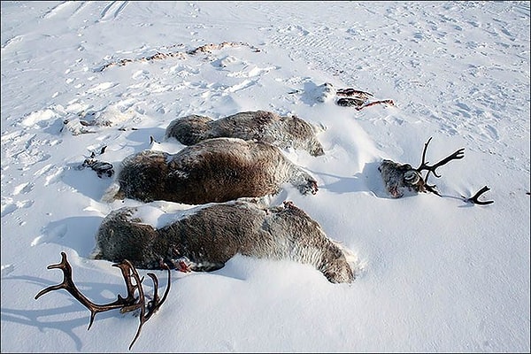 5. Директор Центральносибирского биосферного государственного природного заповедника Павел Кочкарев высказался по поводу браконьерства так: