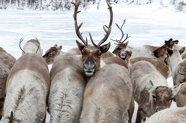 6. Известно, что крупнейшая в мире таймырская популяции оленей сократилась с 2000 года практически вдвое